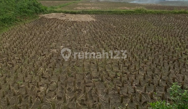 Dijual Tanah Padat Sawah Dilegok Tangerang 