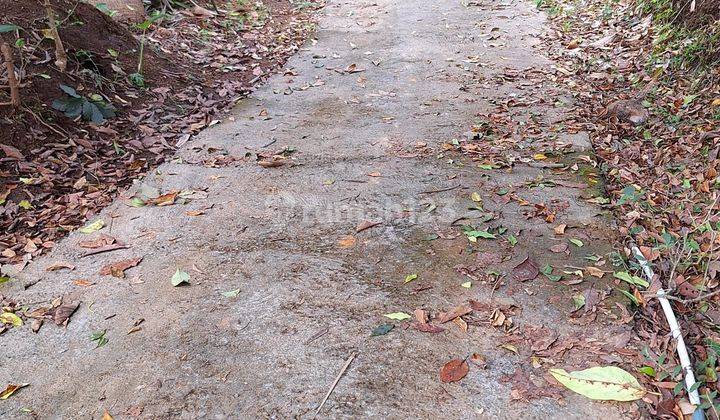 Tanah Pohon Cengkeh Dan Durian 1