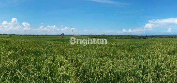 CHEAP LAND IN TABANAN ONE MILLION 1