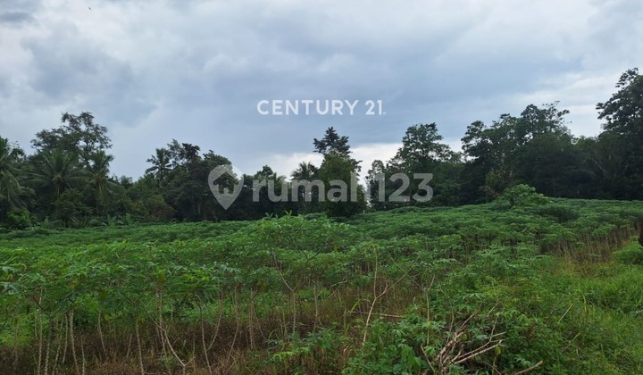 Lahan Strategis Cocok untuk Usaha Perkebunan di Desa Galih Lunik