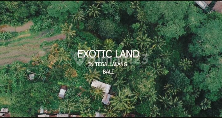 Kavling Exotic Tegallalang Ubud Bali