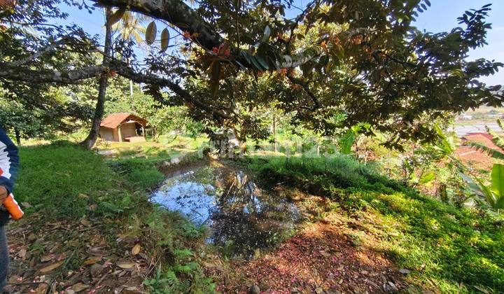 For Sale: Productive Durian Orchard. Avocado and Others. Area 5 Hectares in Lewiliang, Bogor. For Sale: Productive Durian Orchard. Avocado and Others. Area 5 Hectares in Lewiliang, Bogor.