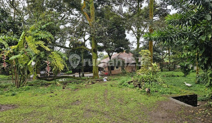 Jual Kebun Durian Produktif Bogor di Tamansari Jual Kebun Durian Produktif Bogor di Tamansari