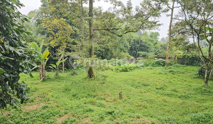 Selling Productive Durian Orchard in Tamansari, Bogor. Selling Productive Durian Orchard in Tamansari, Bogor.