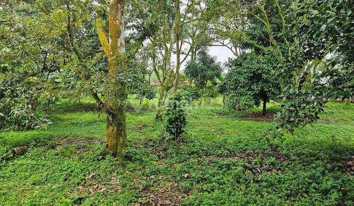 Jual Kebun Durian Plus Villa Dibogor 1