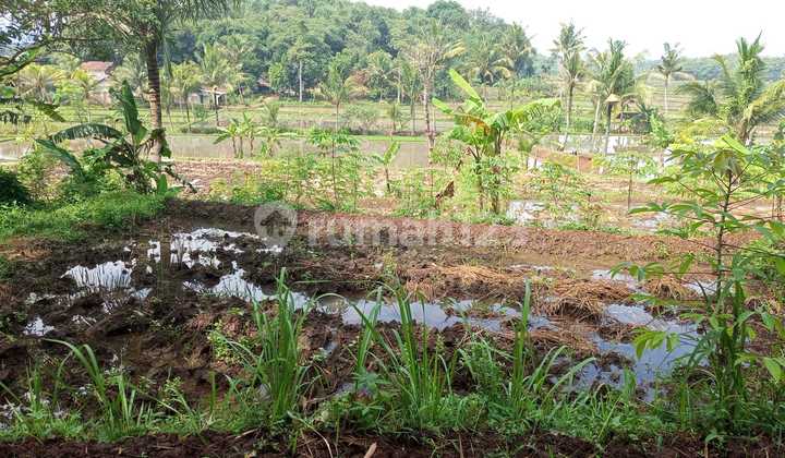 Cheap Paddy Land In Sukaluyu Cianjur Cheap Paddy Land In Sukaluyu Cianjur