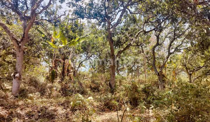 Di Jual Cepat Kebun Mangga SHM di Ngembal Pasuruan