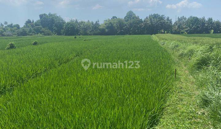 Prime Leasehold Land Opportunity In Kedungu, Bali 2