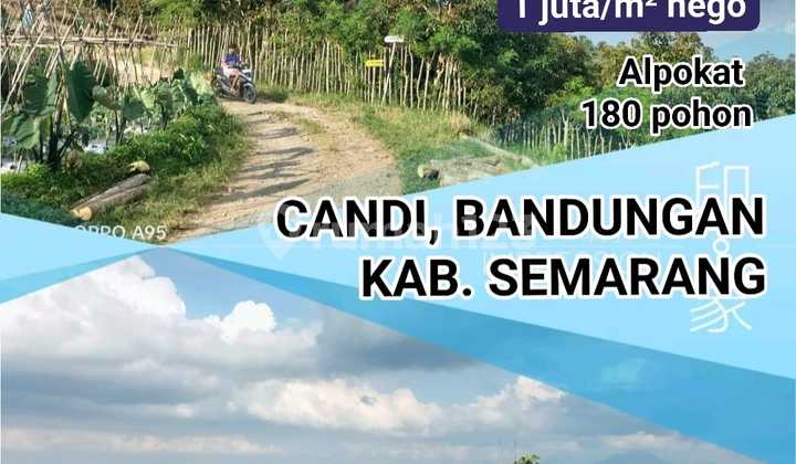 Tanah 4000m2 Shm Harga.1 Jt/m Nego 1