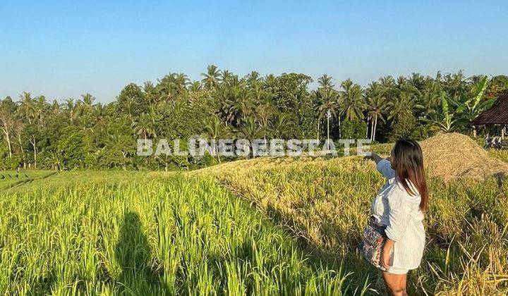 (K11) Investment Land with Rice Field View in Selemadeg Tabanan 2