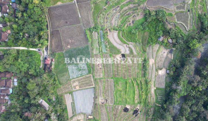 (Ll) Land Plot For Sale Located In Semana Ubud 2