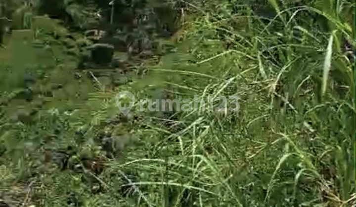 Land for Rent with Lake Buyan View in Bedugul