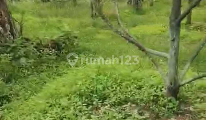 Cheap Plantation Land For Sale In Cigudeg Bogor West Java