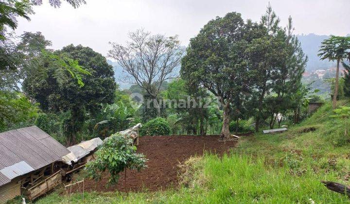 Tanah kosong ditengah perkebunan,cocok untuk villa  1