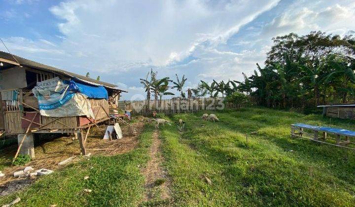 Tanah Kebon, Ada Rumah, Cocok Untuk Ternak / Bertani 2