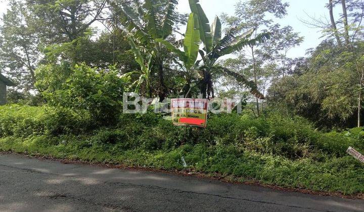 VIEW PEPOHONAN LAHAN KOSONG YANG TERLETAK DI JALAN PRAMUKA PUDAK PAYUNG BANYUMANIK KOTA SEMARANG 1