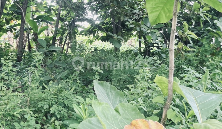 Peluang Investasi: Tanah Strategis & Asri di Lokasi Berkembang!