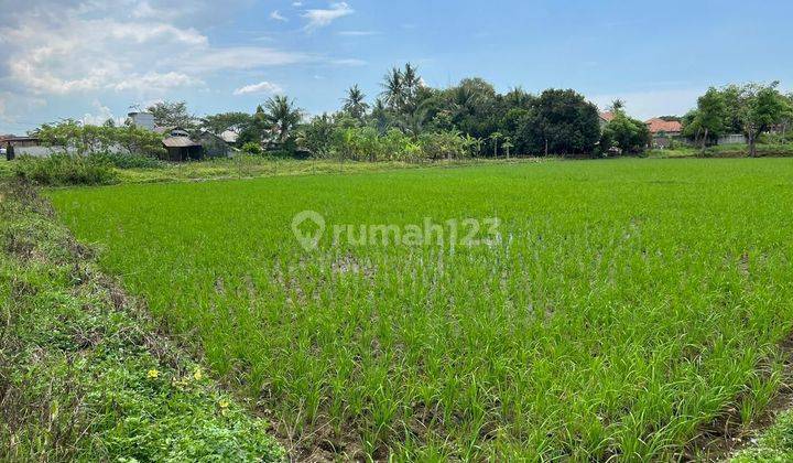 Murah Tanah Sindang Jaya Sukatani Rajeg Tangerang Banten  2