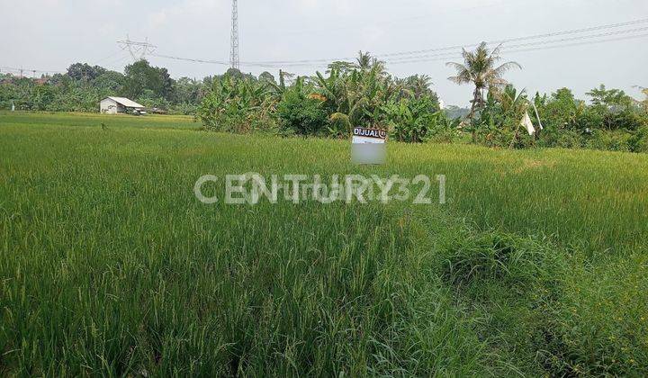 Tanah Sawah Karundang Belakang RM Ciganea 1