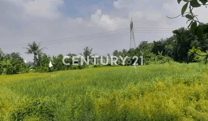 Tanah Sawah Karundang Belakang RM Ciganea 2