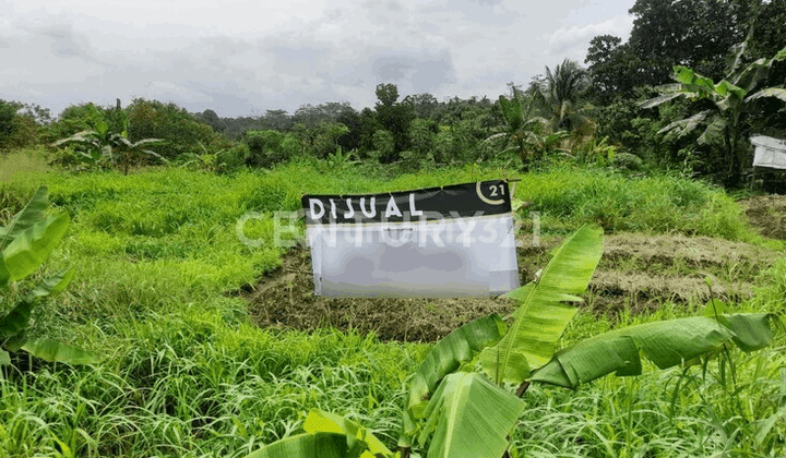 Tanah Sindangsari Pabuaran Dekat Kampus Untirta 1