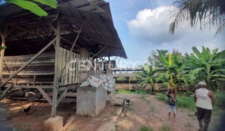 Tanah Peternakan Ayam Plus Bangunan Cilentrang 2