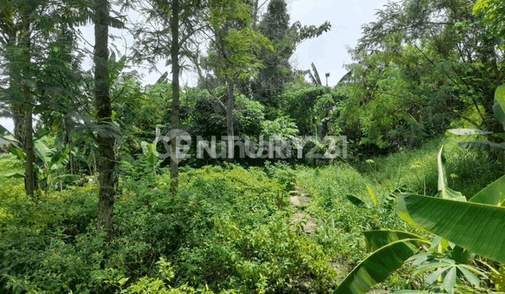 Land Road Bojonegara Terate Negotiable Until Deal.