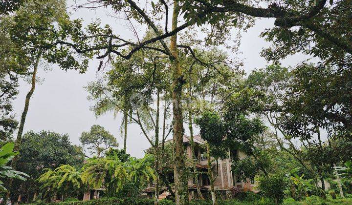 Di Jual Kebun Durian Sudah Berbuah Di Tamansari Bogor 2