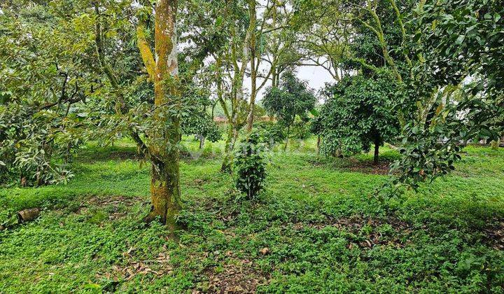 Di Jual Kebun Durian Sudah Berbuah Di Tamansari Bogor 1