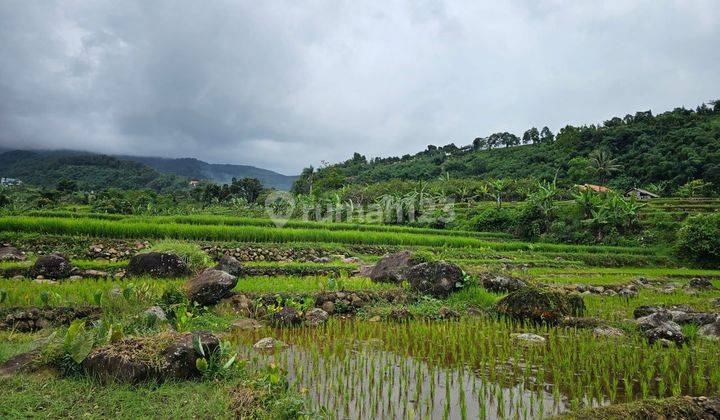 Di Jual Tanah Darat Dan Sawah Di Pamijahan Bogor 2