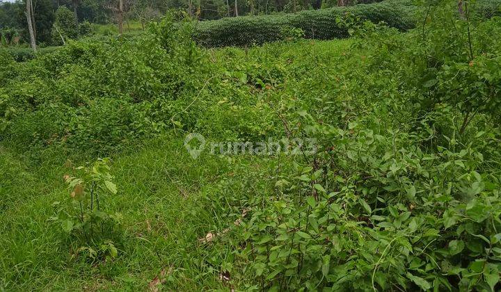 Tanah Barengkok Jasinga Bogor Lokasi Bagus Strategis Jalan Cor  2