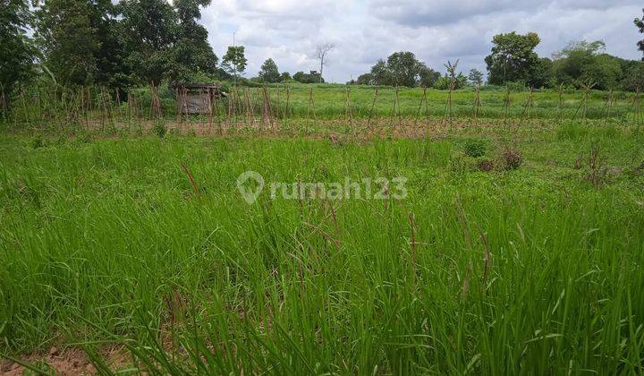 Tanah Barengkok Jasinga Bogor Lokasi Bagus Strategis Jalan Cor  1