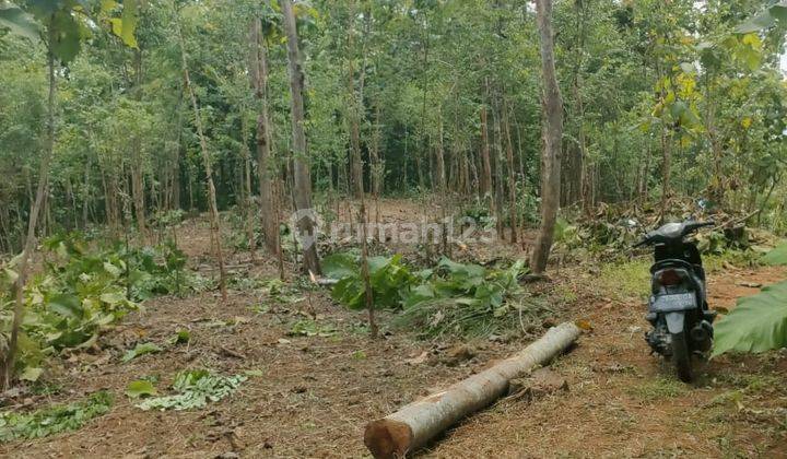 TANAH MURAH KEBUN ANGSANA WLAHAR KALIBAGOR  2