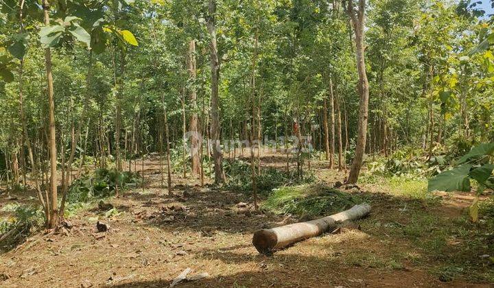 TANAH MURAH KEBUN ANGSANA WLAHAR KALIBAGOR  1