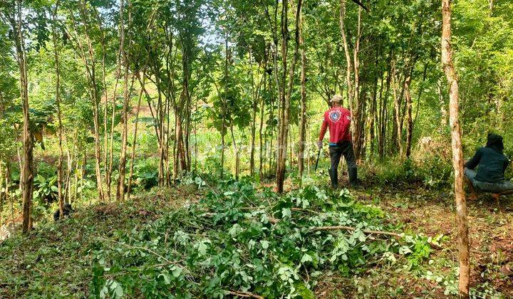 TANAH MURAH KEBUN ANGSANA WLAHAR KALIBAGOR  2