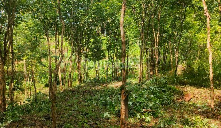 TANAH MURAH KEBUN ANGSANA WLAHAR KALIBAGOR  2