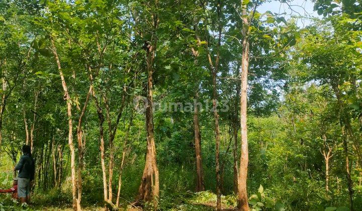 TANAH MURAH KEBUN ANGSANA WLAHAR KALIBAGOR  1