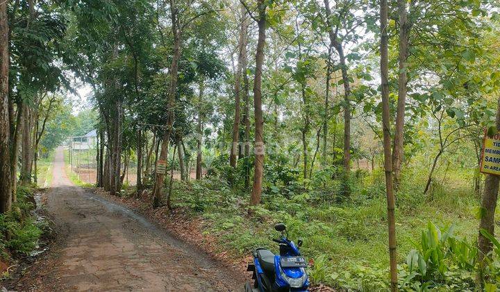 TANAH MURAH KALIBAGOR COCOK UNTUK CLUSTER  1