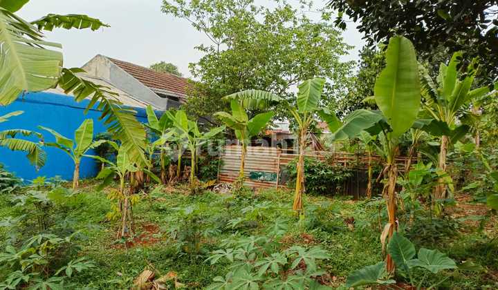 Quick and Cheap Land for Sale in Pabuaran Mekar, Cibinong, Bogor