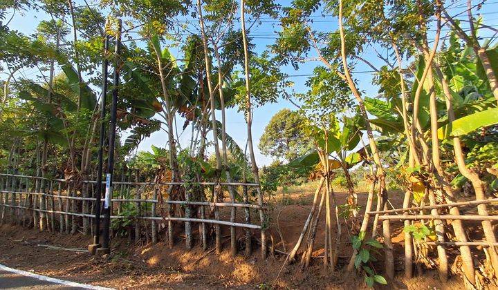 Tanah Pertanian Produktif Dawe Kudus Bisa Masuk Truk 2