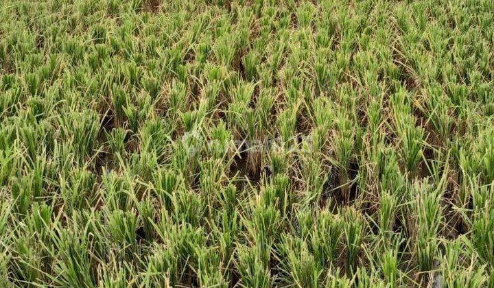 Dijual Lahan Tanah Di Blitar Nol Jalan Raya Propinsi  1