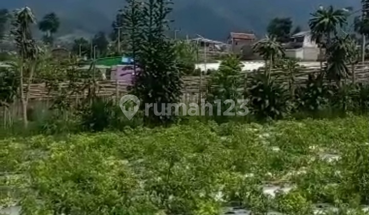 Tanah Kebun Bisa Untuk Di Bangun Cluster View Gunung Burangrang Tanah Kebun Bisa Untuk Di Bangun Cluster View Gunung Burangrang