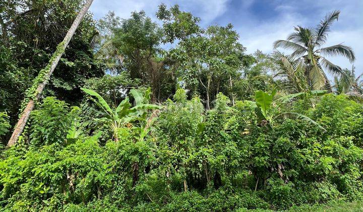 Mambang Tabanan Land 4,350m SHM Suitable for Building Small Housing 2