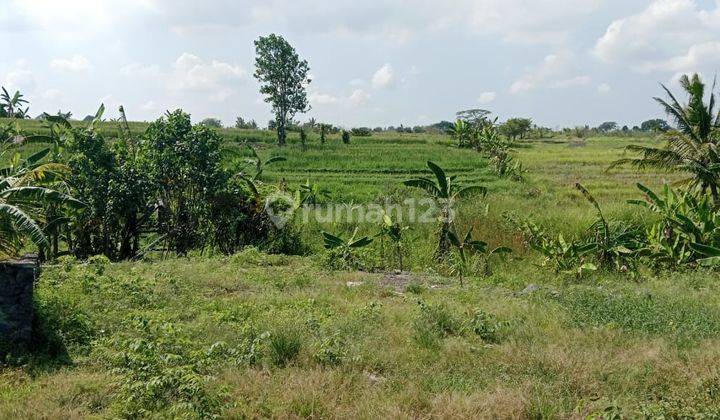 Disewakan Tanah 25 Are View Sawah Cocok Untuk Villa Di Kaba Kaba Ob 1