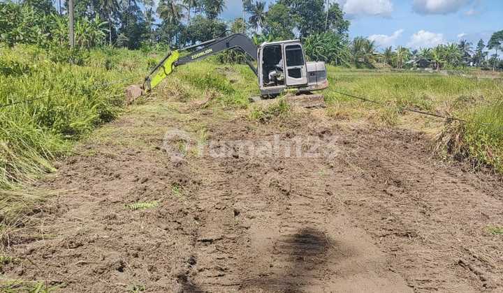 Dikontrakkan Jangka Panjang Tanah Start 2 Are Di Pejeng Kaja Db Dikontrakkan Jangka Panjang Tanah Start 2 Are Di Pejeng Kaja Db