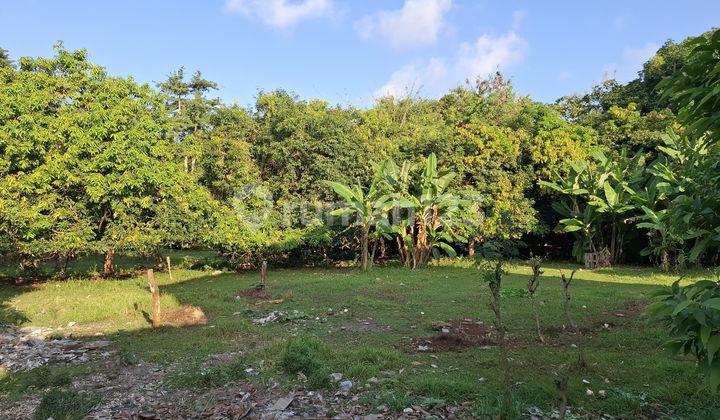 Tanah Leasehold Luas 40 Are Di Jl Utama Uluwat-pecatu Ev