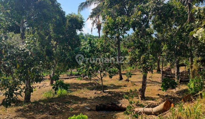  Tanah Datar Kebun Mangga Dan Durian Murah Meriah Cocok Invest 1