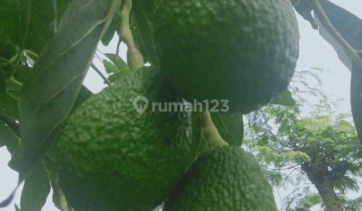 Tanah 1 Hektar Shm Full Pohon Alpukat Di Gitgit Buleleng Bali 1