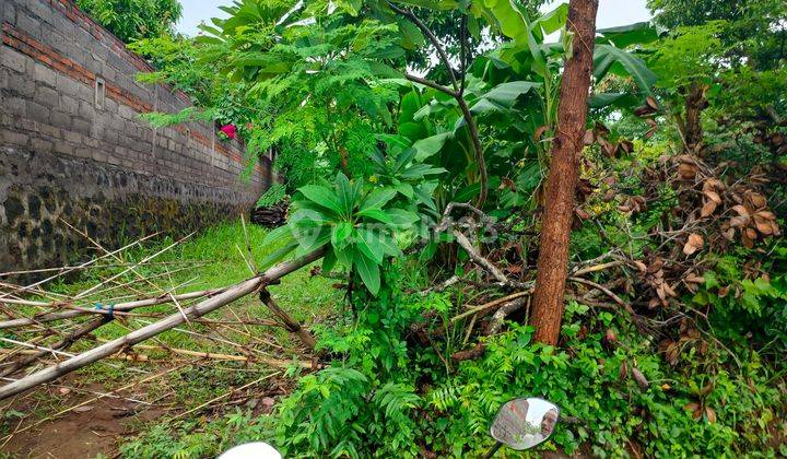 TANAH DATAR PINGGIR JALAN DESA BENGKALA BULELENG  2