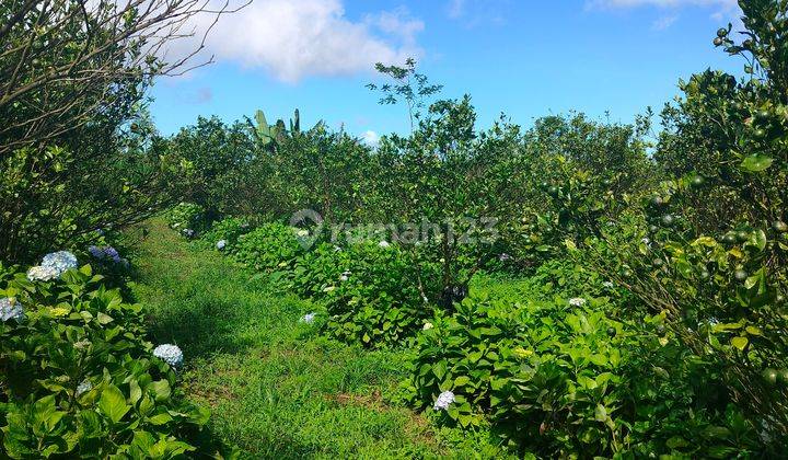 BUC TANAH PINGGIR JALAN UTAMA WANAGIRI -MUNDUK 2